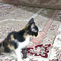 گربه واگذاری