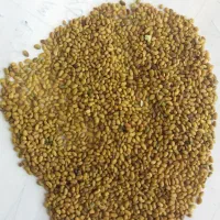 عرضه بذریونجه همدانی پایه بلند