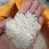 برنج‌ایرانی،کشت‌دوم،کشت‌اول،طارم هاشمی‌،فریدونکنار|خوردنی و آشامیدنی|یزد, |دیوار