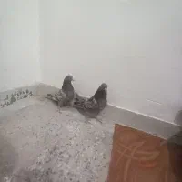 جوجه کناری تر سنجابی .|پرنده|اصفهان, حصه جنوبی|دیوار