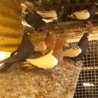 کبوتر رنگی|پرنده|تهران, دستغیب|دیوار