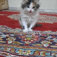 گربه خانگی|گربه|یزدان شهر, |دیوار