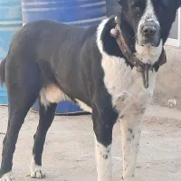 سگ افغان گوسفندی دهن پاک|سگ|قم, قلعه کامکار|دیوار