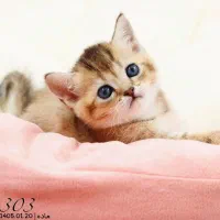 مجموعه میوشاپ گربه اسکاتیش/بریتیش/پرشین