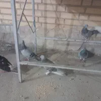 کبوتر|پرنده|سوسنگرد, |دیوار