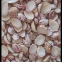 لوبیا چیتی  فقط۱۲۵