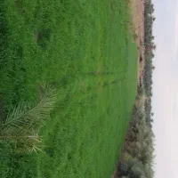 علف فروشی(گصیل)