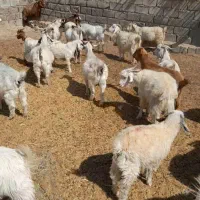 کهره نربره بززاییده شیری معاوضه پژومزدادرارزوئیه|حیوانات مزرعه|ارزوئیه, |دیوار