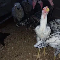 جوجه‌خروس‌لاری‌اصل