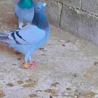 ماده بازرگان نشسته|پرنده|اهواز, الهائی|دیوار