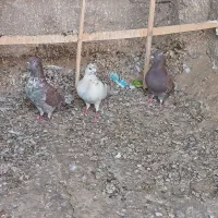 کفتر گرفتنی بعد ظهر