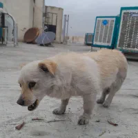 سگ پا کوتاه ماده صد در صد تربیت شده