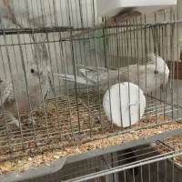 عروس هلندی مولد باجوجه|پرنده|ری, علایین|دیوار