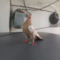 کفتر|پرنده|مریوان, |دیوار