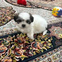 سگ شیتزو میکس