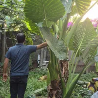 گل بابا ادم غول پیکر