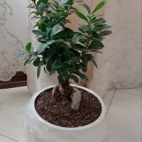 گل طبیعی بونسای