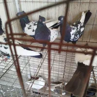 کبوتر سینه ای درجه یک|پرنده|اصفهان, ارغوانیه|دیوار