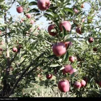 تعدادی کارگر سیب چین نیازمندیم