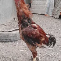 مرغ وخروس لاری کاشمر