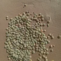 عدس محلی به شرط پخت