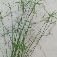 نخل مرداب سرسبز