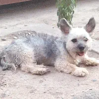 فروش سگ نژاد شیتزو شناسنامه دار|سگ|سیرجان, |دیوار