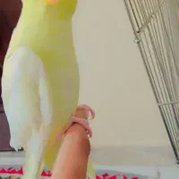 عروس هلندی جوجه  دستی