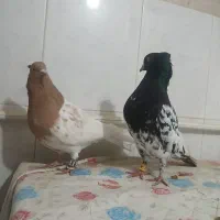 سینه ...|پرنده|بجنورد, |دیوار