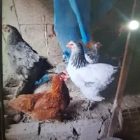 مرغ وخروس برهما