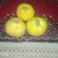 به درشت اصفهان