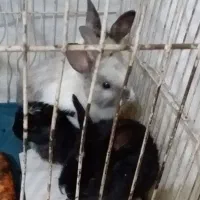 خرگوش|موش و خرگوش|تبریز, |دیوار