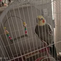 عروس هلندی سخنگو