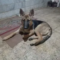 فروش یک سگ ژرمن|سگ|زنجان, |دیوار
