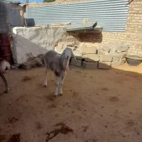 بره قوچی چینی اصل|حیوانات مزرعه|تربت جام, جامرود|دیوار