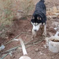 هاسکی اصلی فوری واگذار میشود|سگ|بجنورد, |دیوار