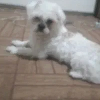 سگ پکنیز|سگ|تبریز, |دیوار