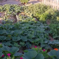 خانه ویلا ، باغ ، فروش استثنایی