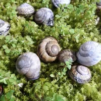 حلزون تراپی