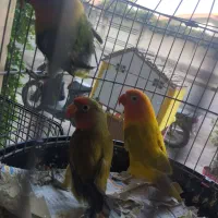 طوطی برزیلی