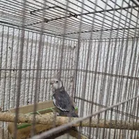 طوطی عروس
