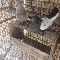 کفتر