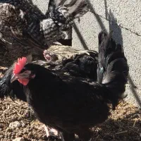جوجه خروس سیا پا سیاه محلی اصل