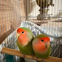 طوطی برزیلی