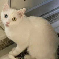 فروش گربه خیلی خوشگل و ناز خانگی