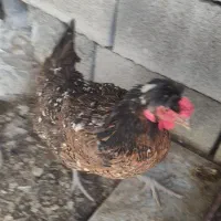 مرغ تخمگذار