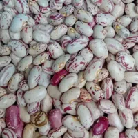 لوبیا چیتی تازه محصول امسال
