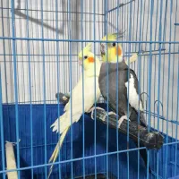عروس هلندی جفت|پرنده|ساوه, |دیوار