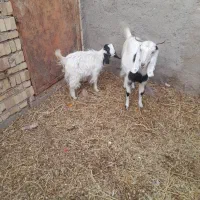 بز جوان آبستن با کره|حیوانات مزرعه|رفسنجان, |دیوار