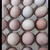 تخم نطفه دار برهما اصل